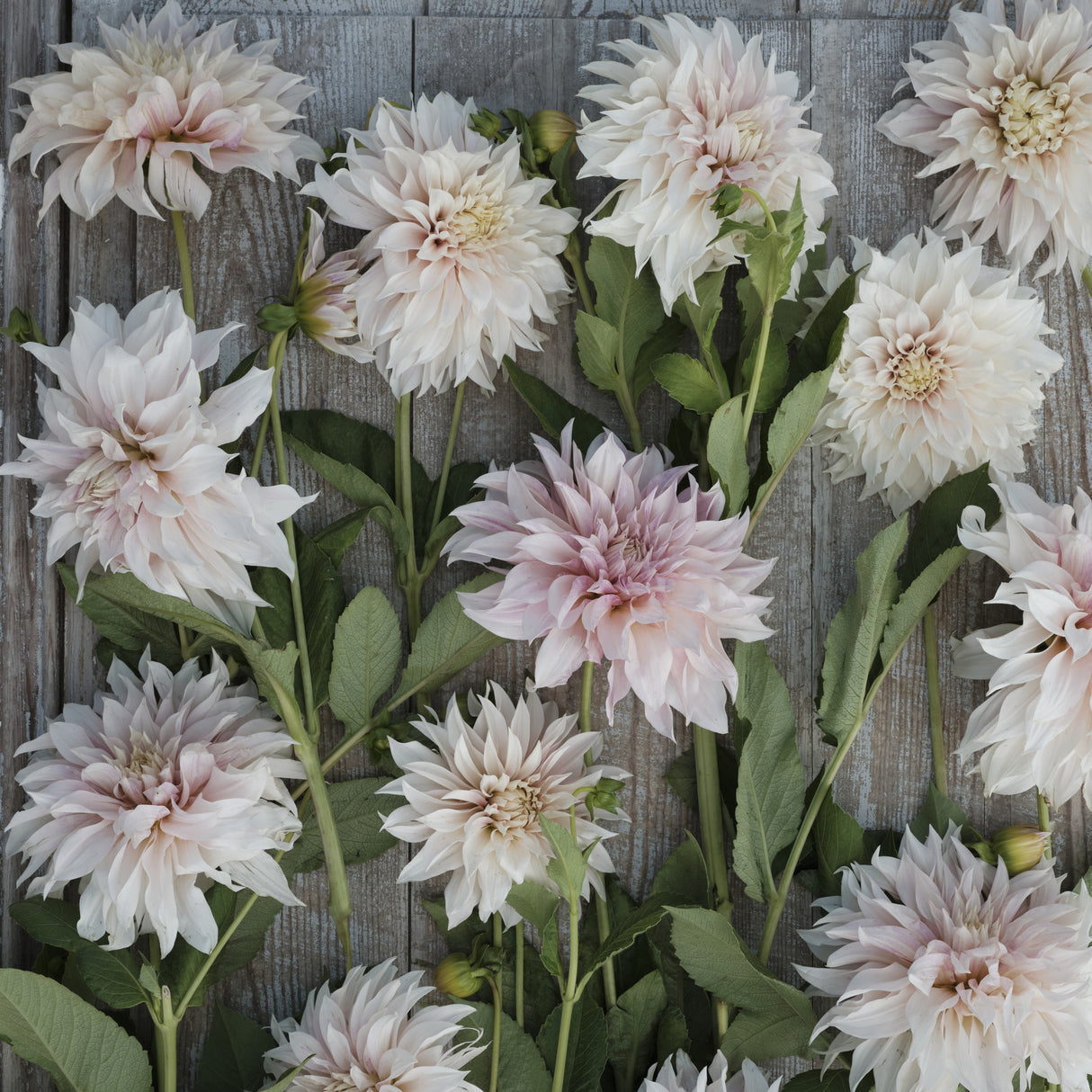 Dahlia 'Café au Lait'