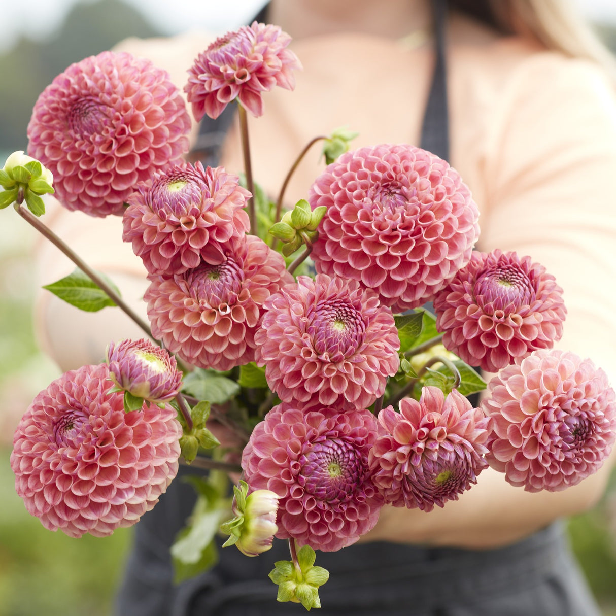 Dahlia 'Caitlin's Joy'