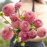 Dahlia 'Caitlin's Joy'