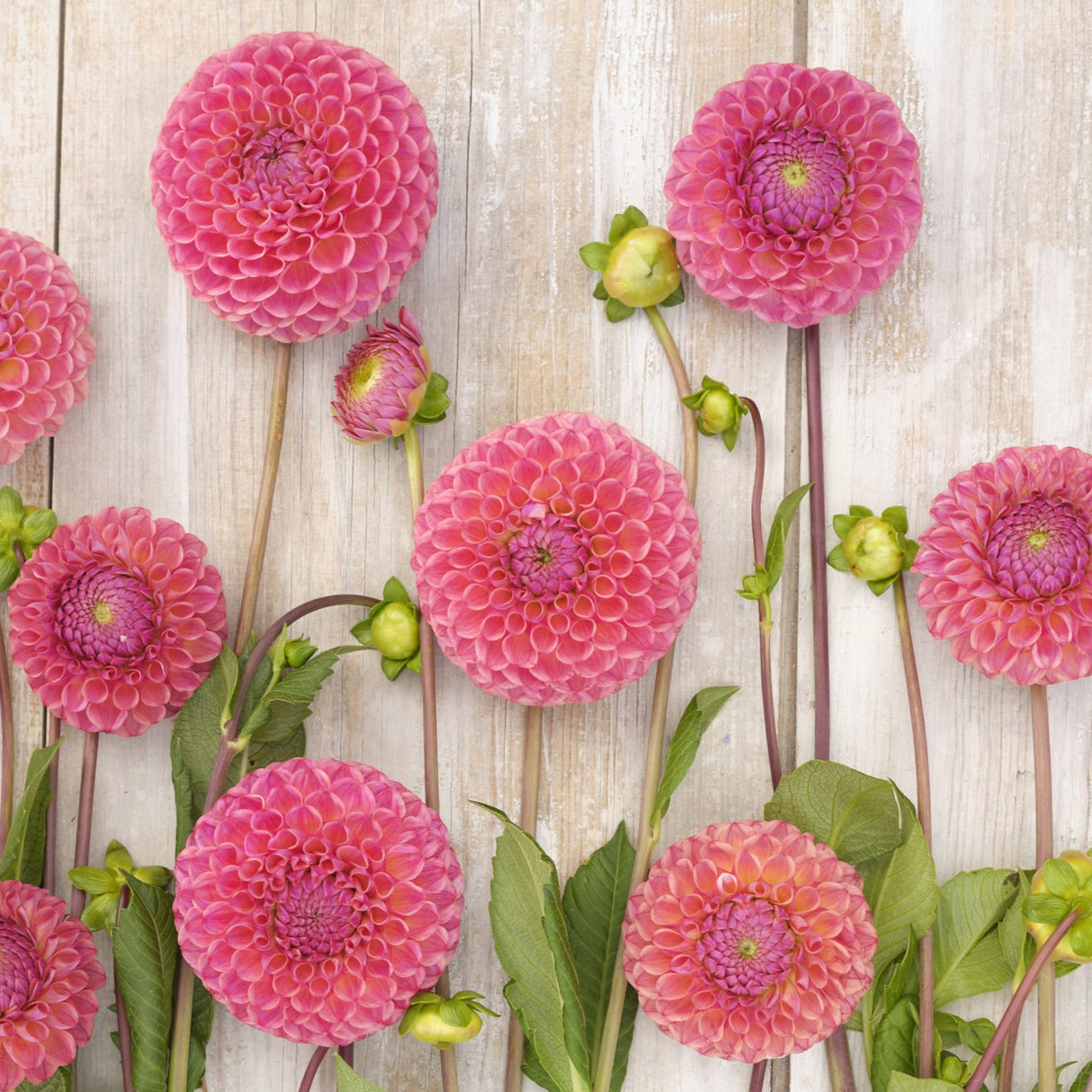 Dahlia 'Caitlin's Joy'