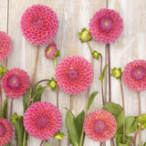 Dahlia 'Caitlin's Joy'