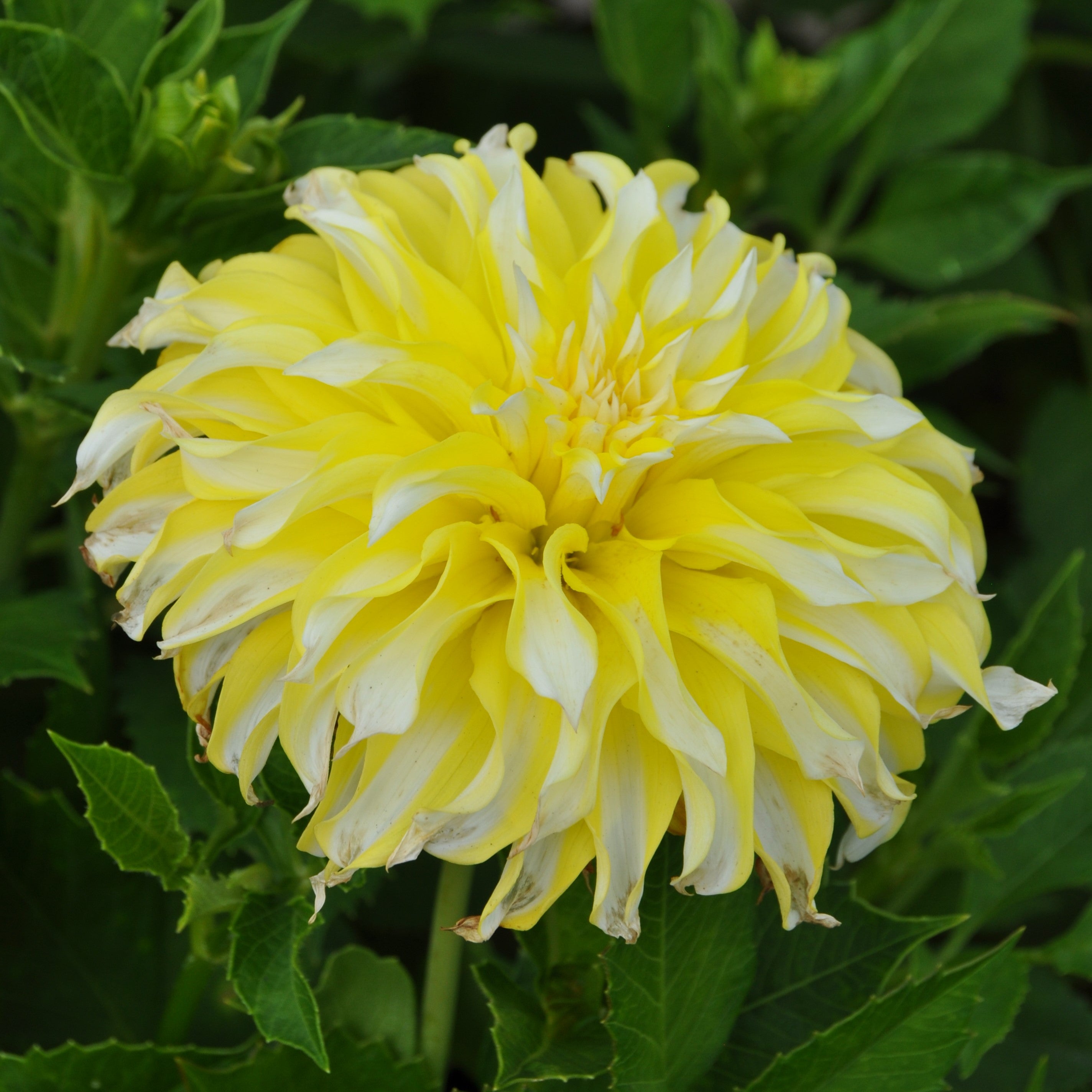 Dahlia 'Calgary Flames'