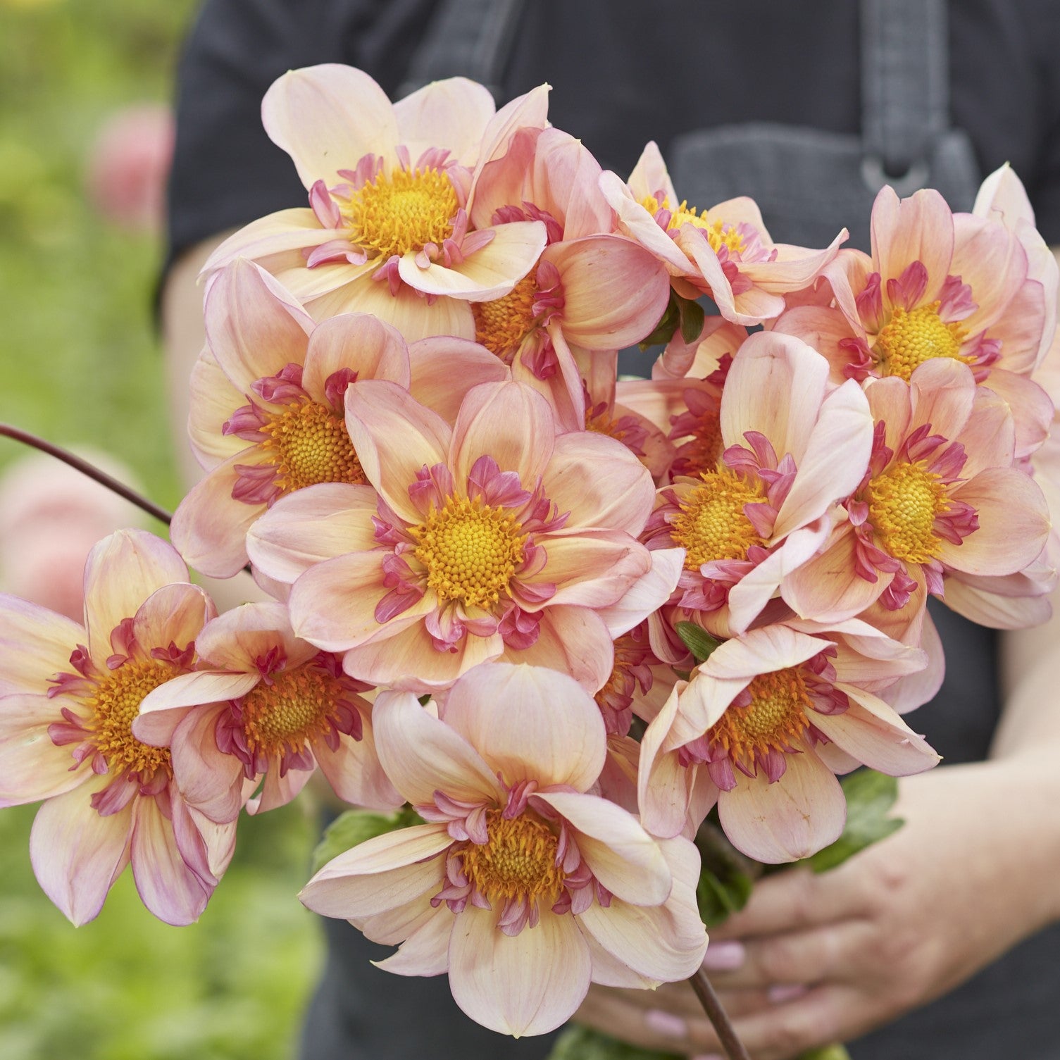 Dahlia 'Campus Nature Metier'