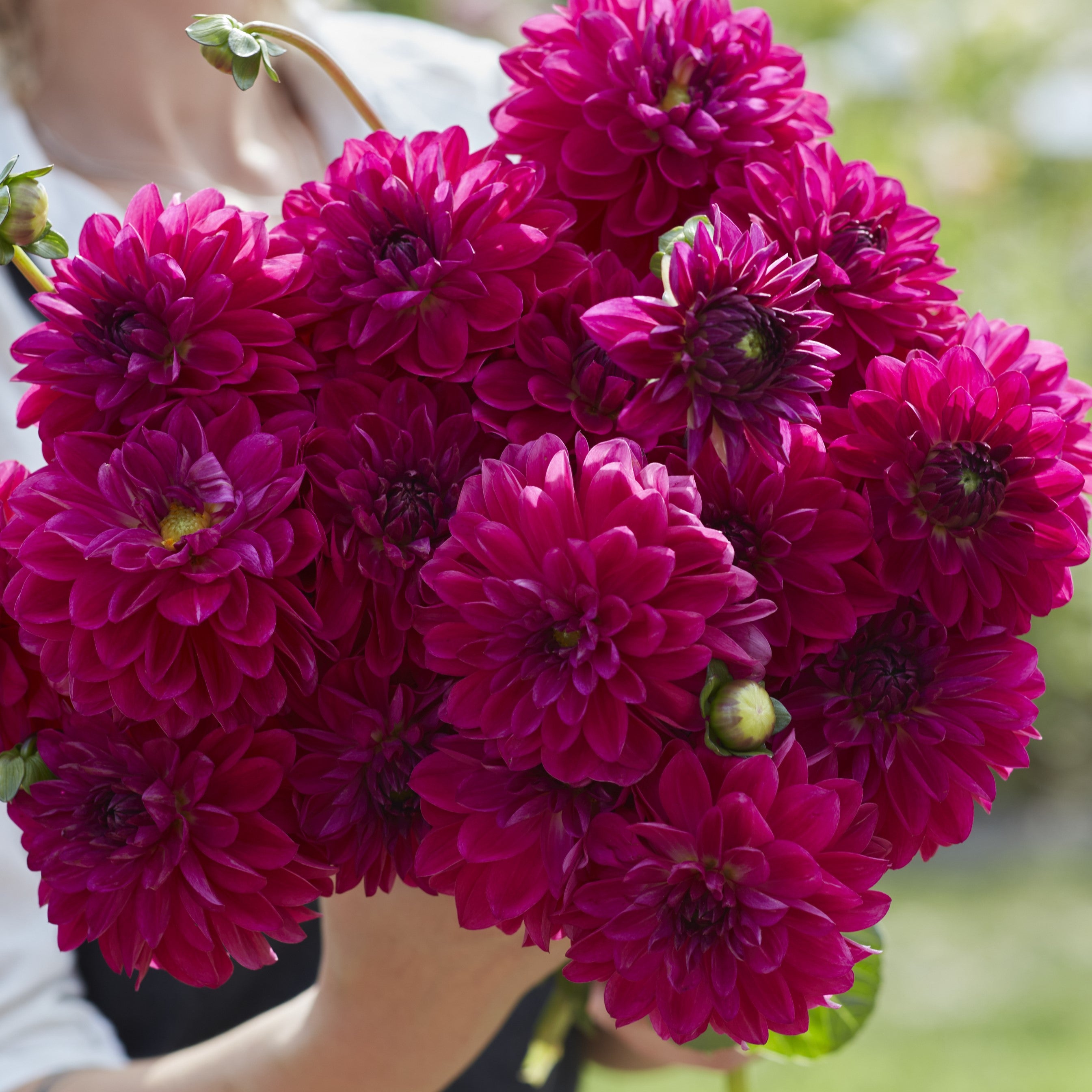 Dahlia 'Candy Time'