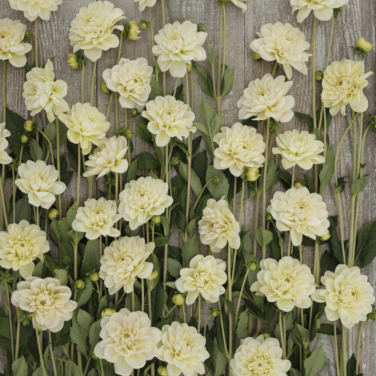 Dahlia 'Caramel Antique'