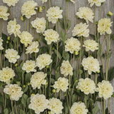 Dahlia 'Caramel Antique'