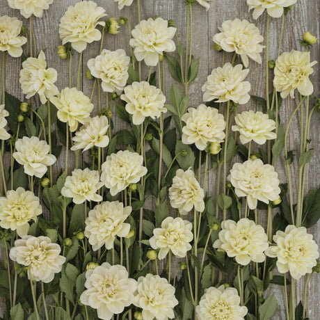 Dahlia 'Caramel Antique'