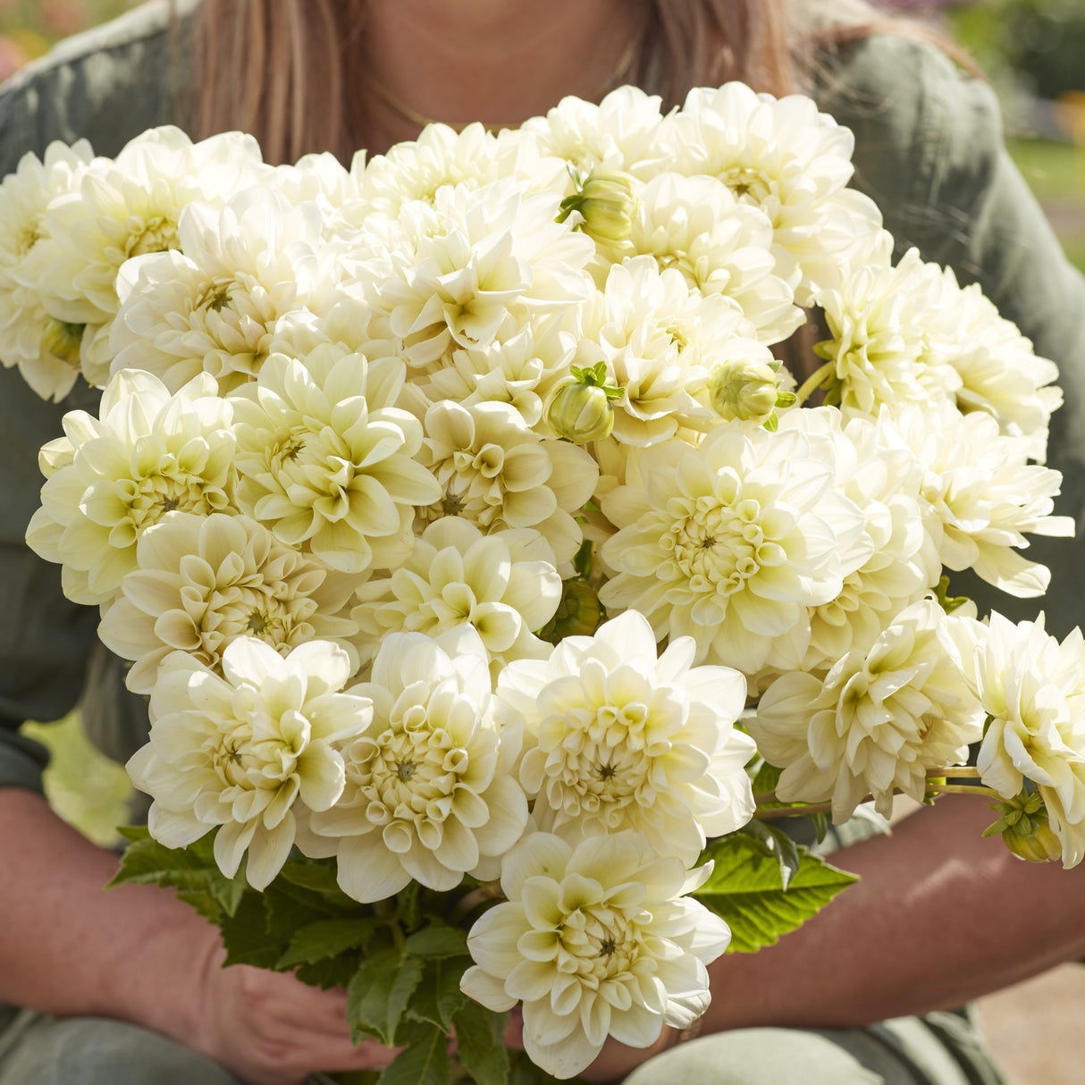 Dahlia 'Caramel Antique'