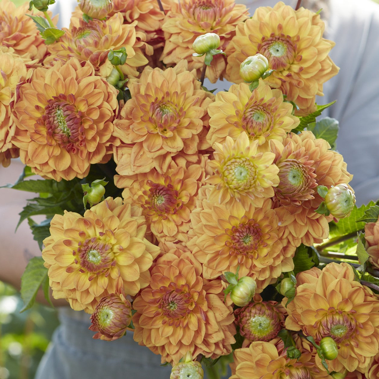 Dahlia 'Caramel'