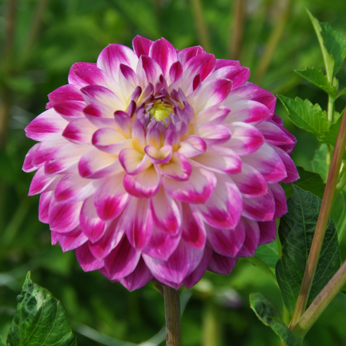 Dahlia 'Cera's Corsage'