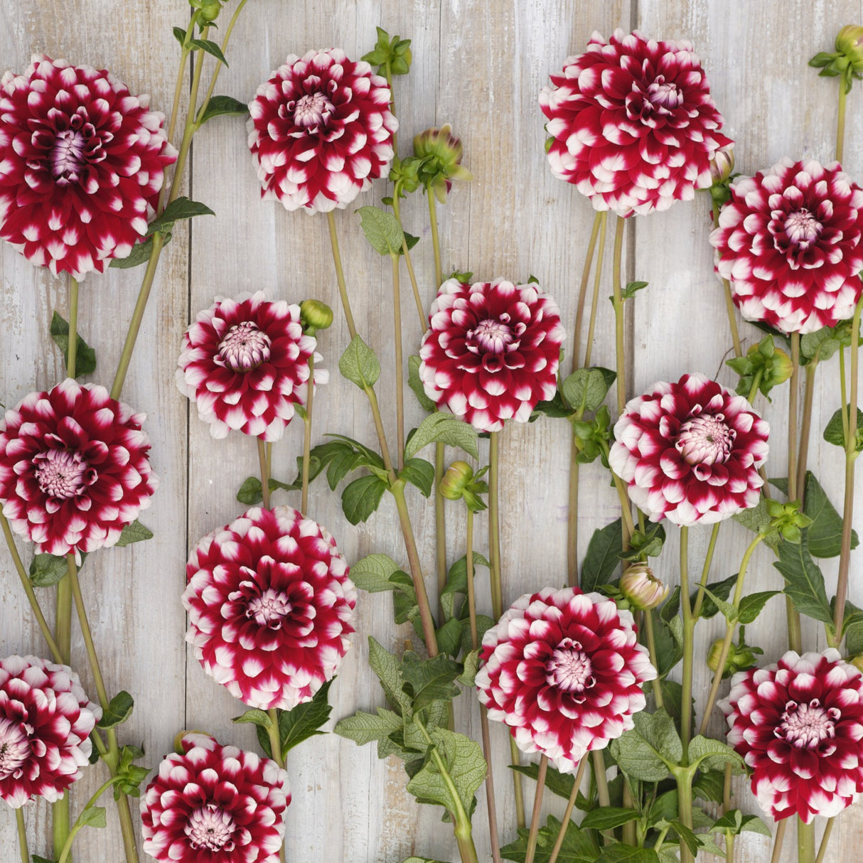 Dahlia 'Checkers'