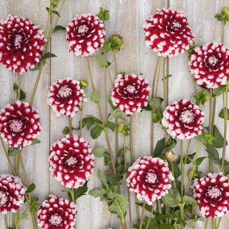 Dahlia 'Checkers'