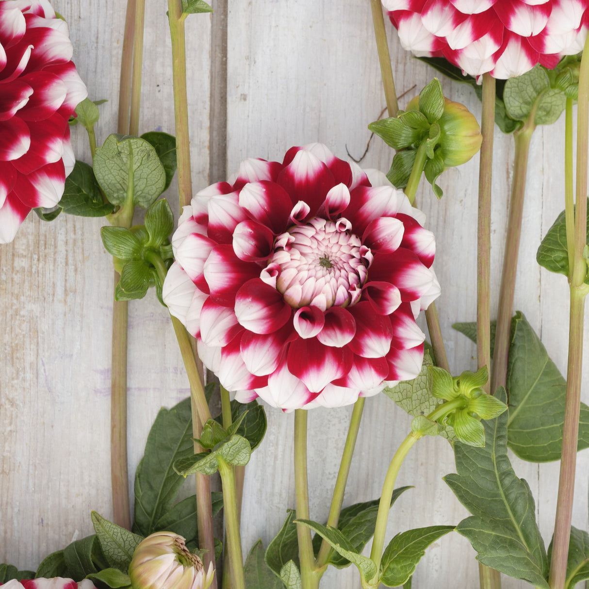 Dahlia 'Checkers'