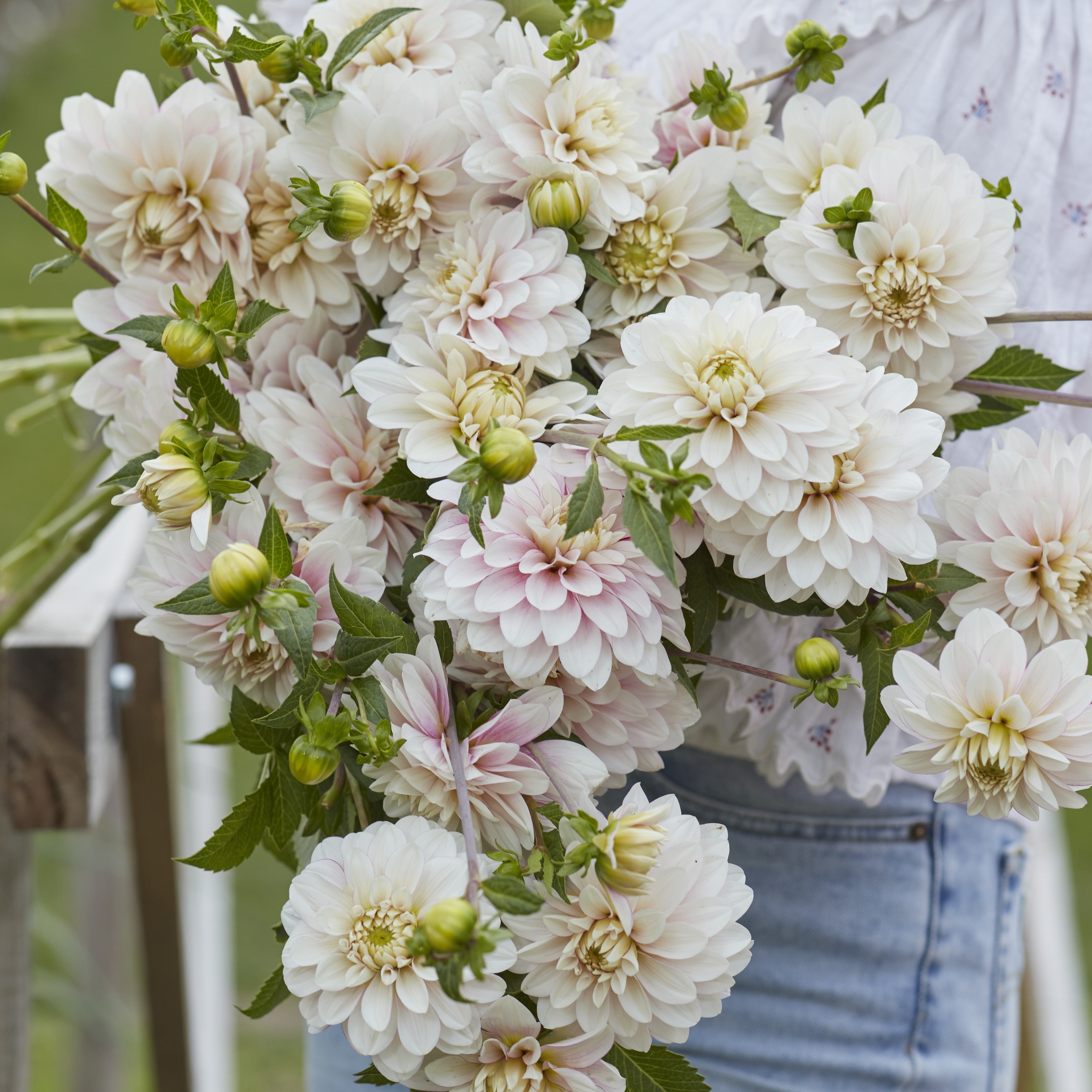 Dahlia 'Christo'