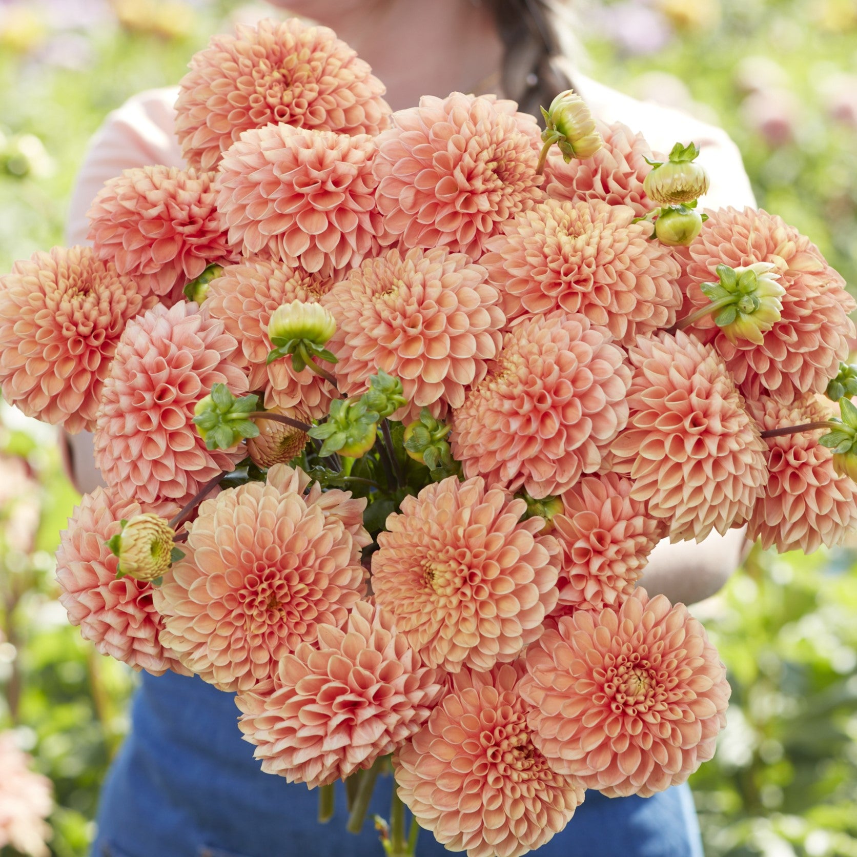 Dahlia 'Coral Charm'