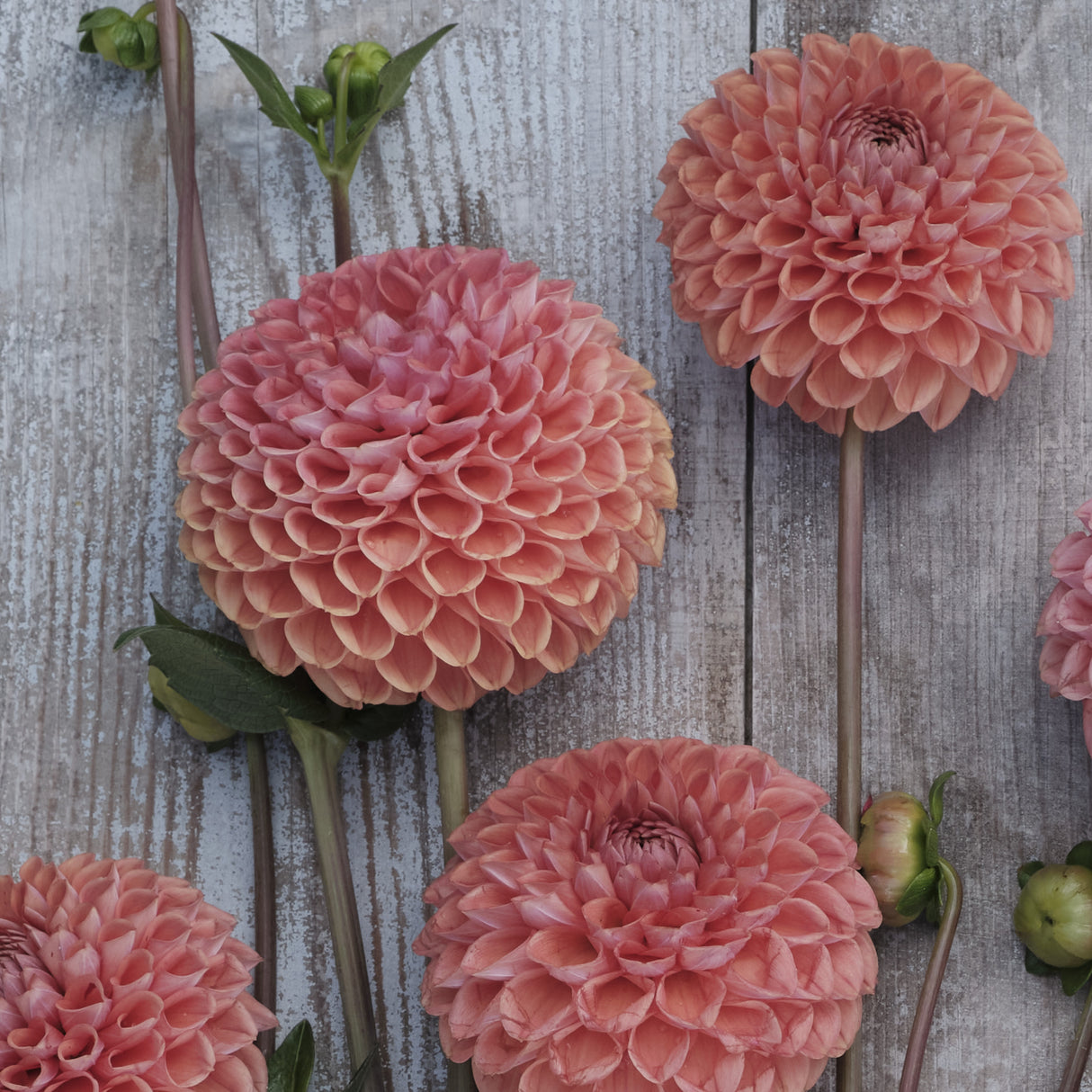 Dahlia 'Cornel Brons'