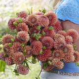 Dahlia 'Cornel Brons'