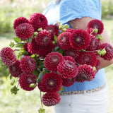 Dahlia 'Cornel'