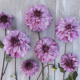 Dahlia 'Cranberry Classic'