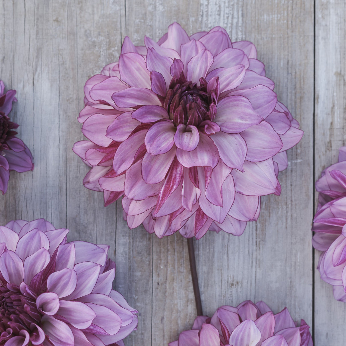 Dahlia 'Cranberry Classic'