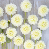 Dahlia 'Creme Corner'