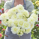 Dahlia 'Creme Corner'