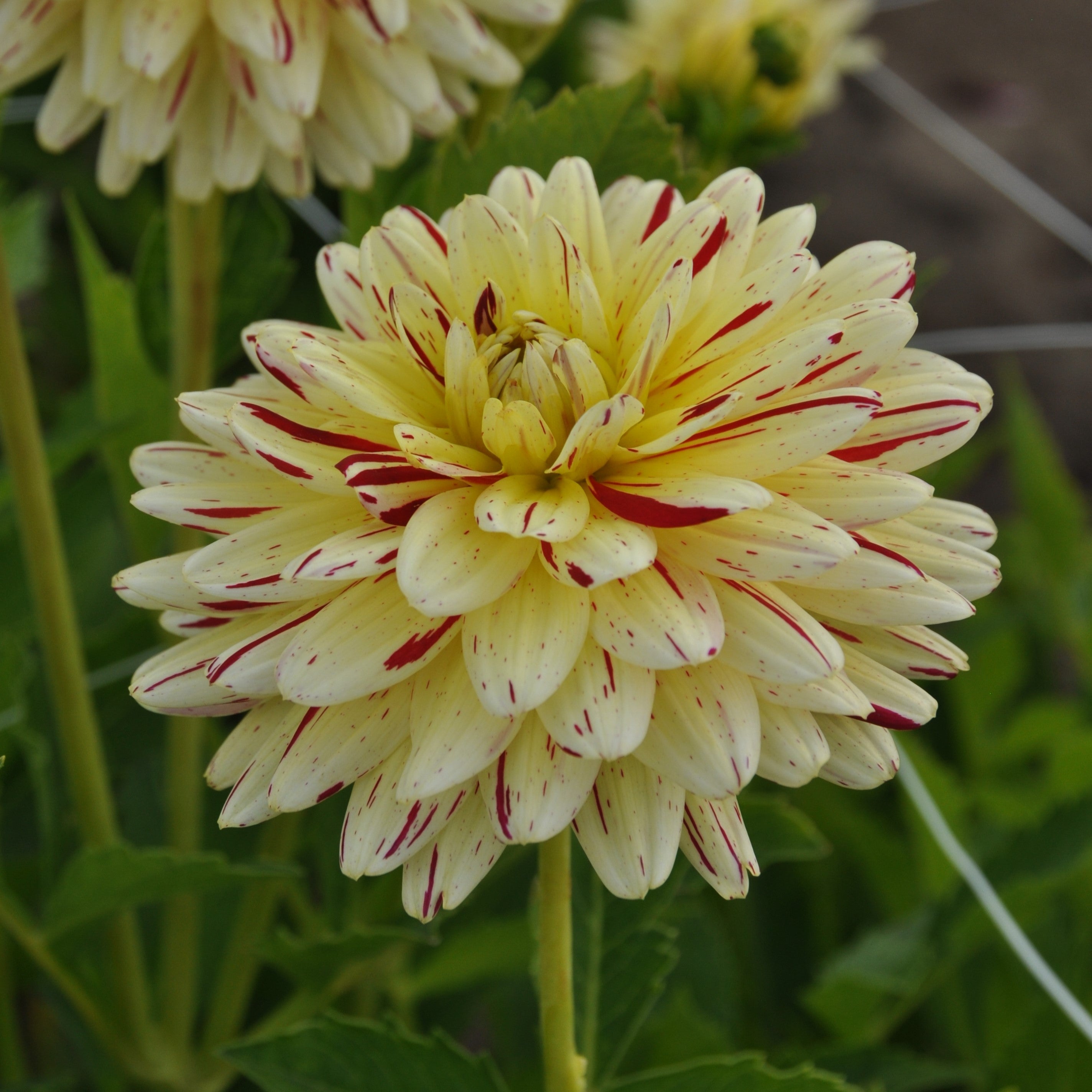 Dahlia 'Creme Silence'