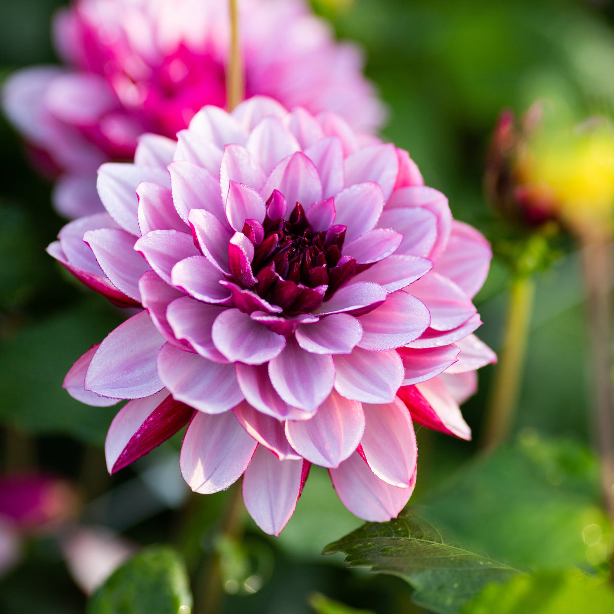 Dahlia 'Creme de Cassis'