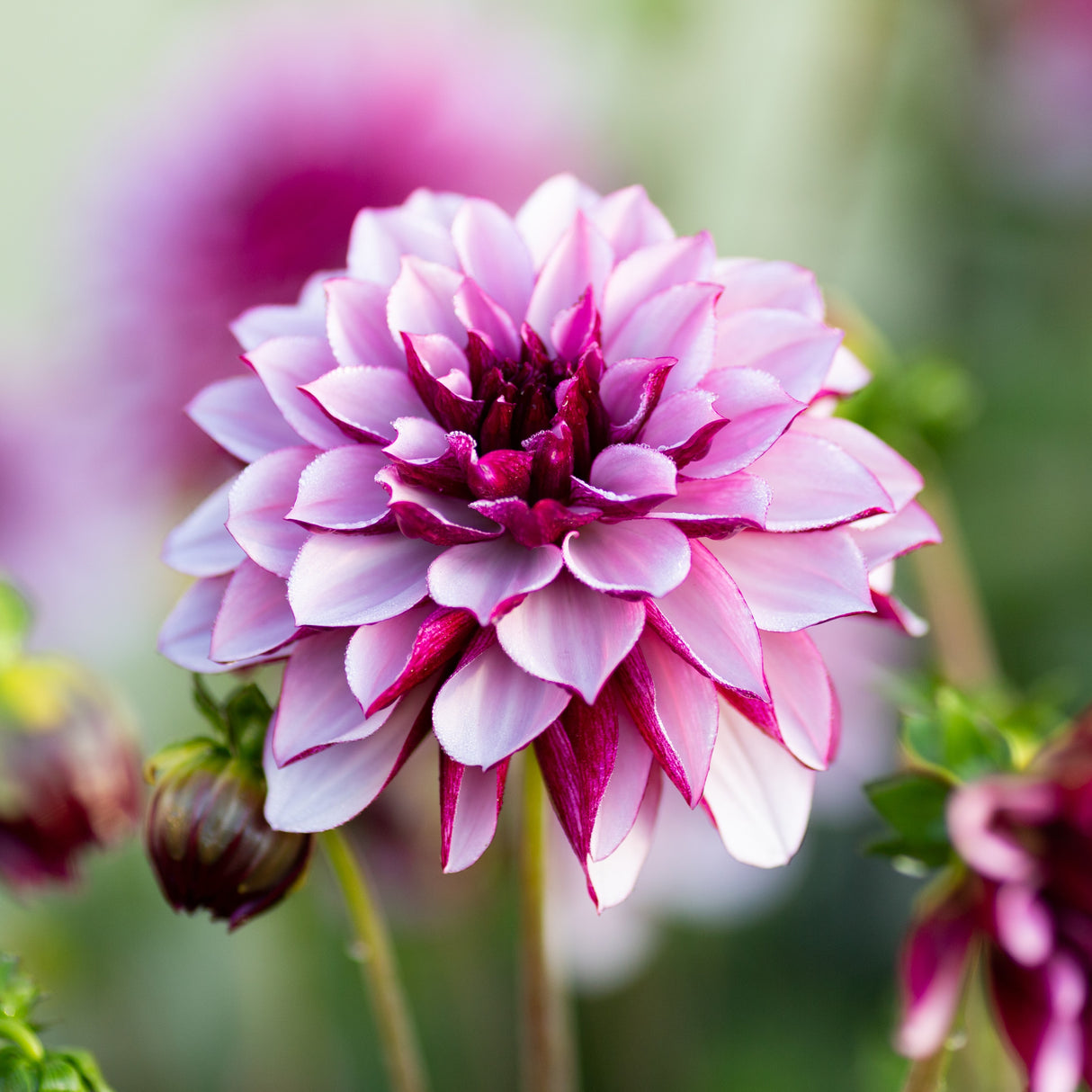 Dahlia 'Creme de Cassis'