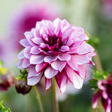 Dahlia 'Creme de Cassis'