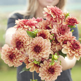 Dahlia 'Creme de Cognac'