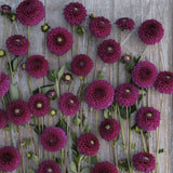 Dahlia 'Cryfield Harmony'