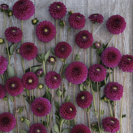 Dahlia 'Cryfield Harmony'