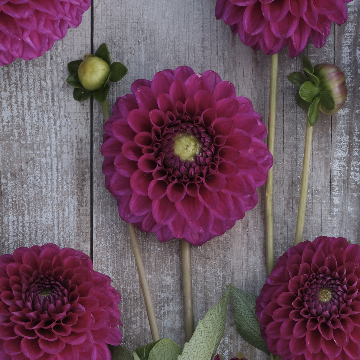 Dahlia 'Cryfield Harmony'