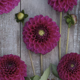 Dahlia 'Cryfield Harmony'