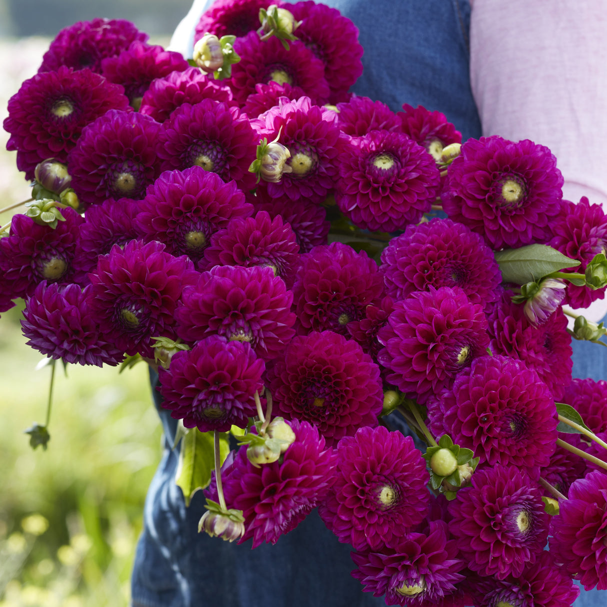 Dahlia 'Cryfield Harmony'