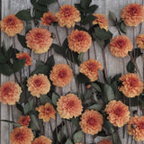 Dahlia 'David Howard'