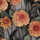 Dahlia 'David Howard'