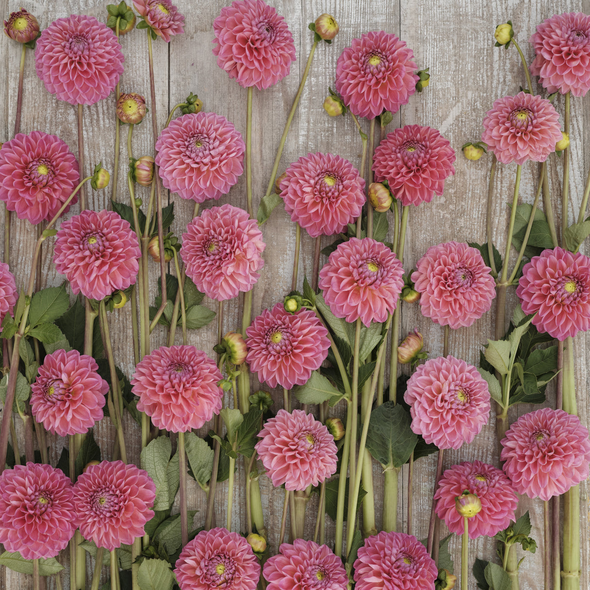 Dahlia 'Dikara Superb'