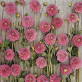 Dahlia 'Dikara Superb'