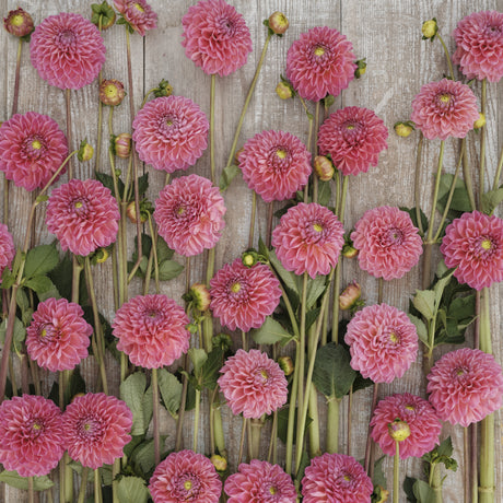 Dahlia 'Dikara Superb'