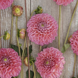 Dahlia 'Dikara Superb'