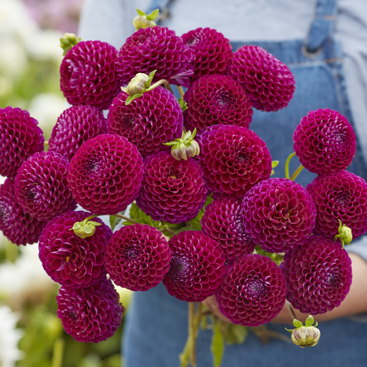 Dahlia 'Downham Royal'