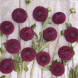 Dahlia 'Downham Royal'