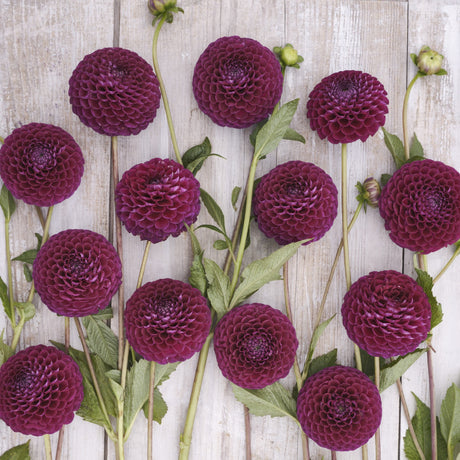 Dahlia 'Downham Royal'