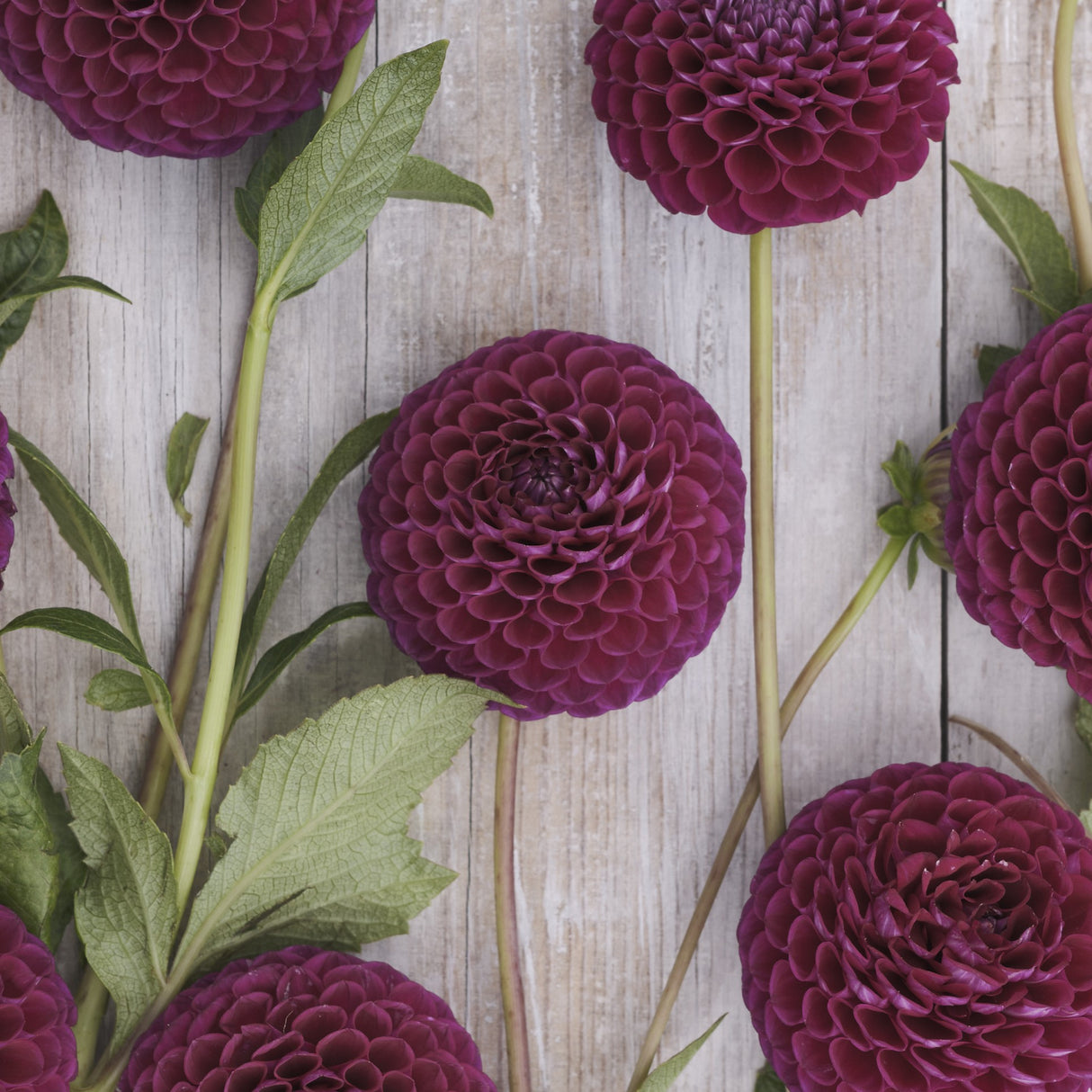 Dahlia 'Downham Royal'