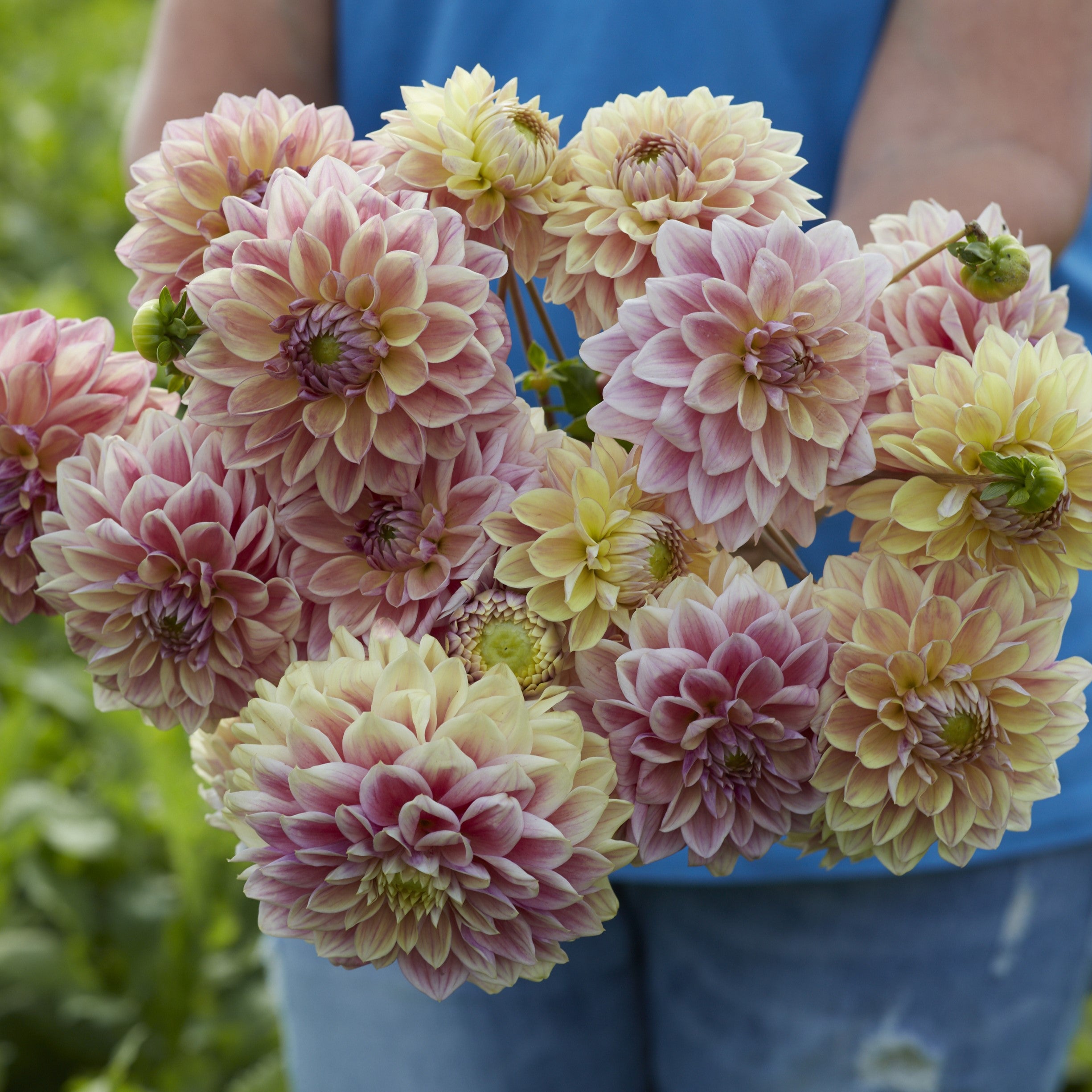 Dahlia 'Dusty Beauty'