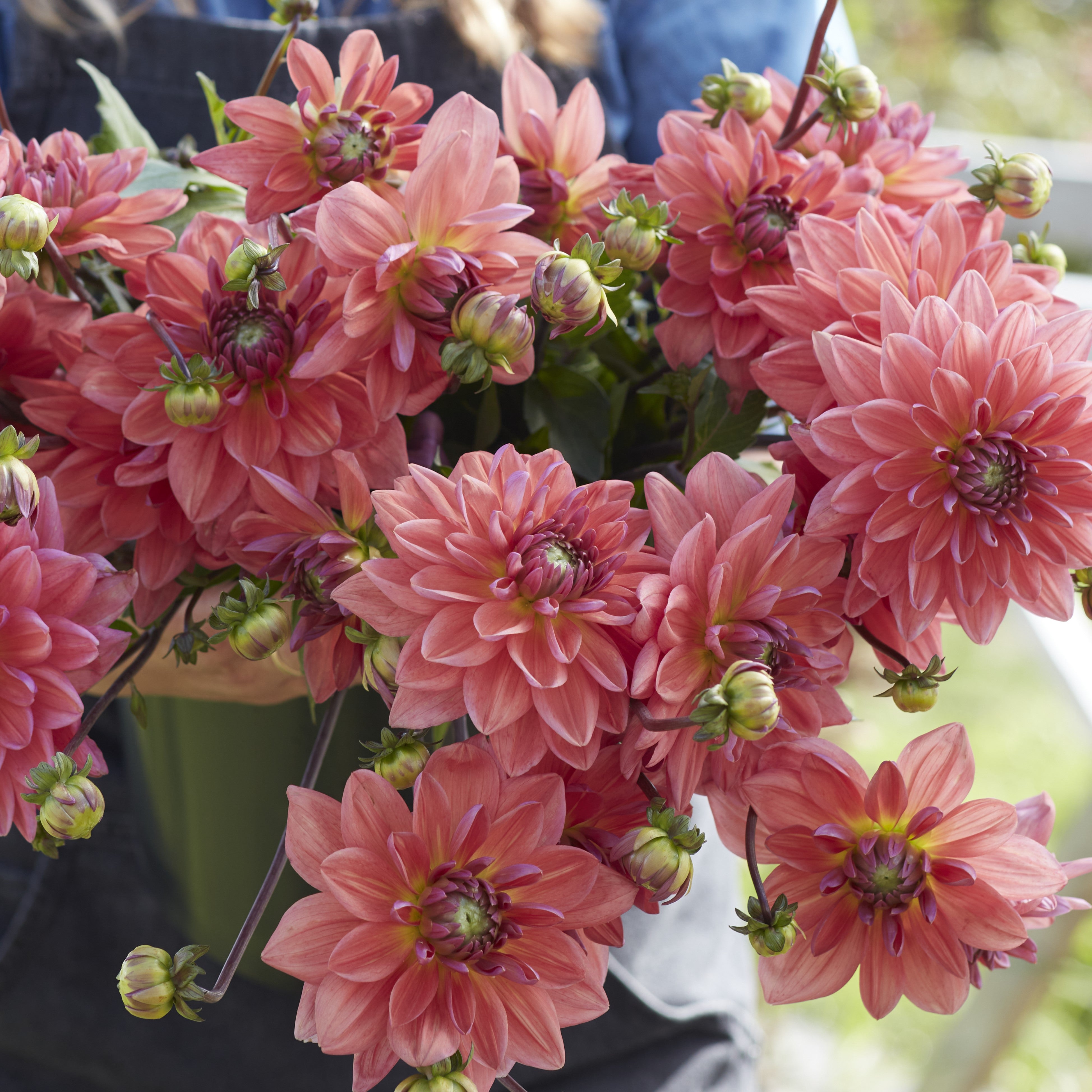 Dahlia 'Dutch Pearl'