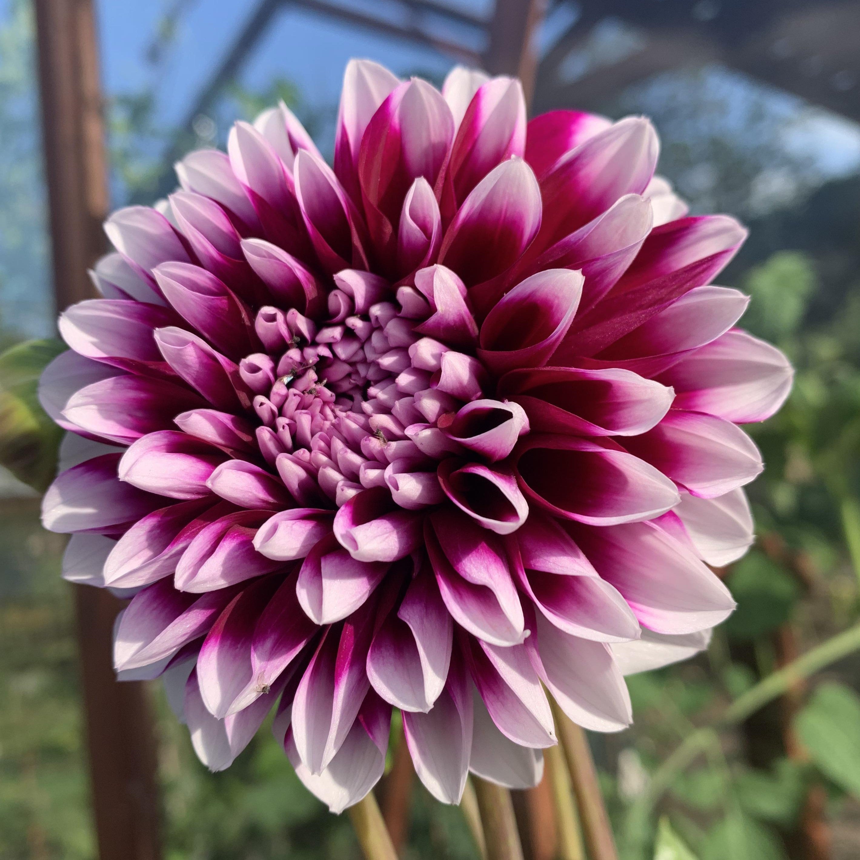 Dahlia 'Edinburgh'