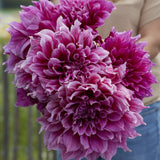 Dahlia 'Emory Paul'